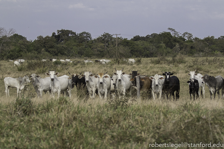 pantanal